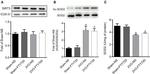 COX4 Antibody in Western Blot (WB)