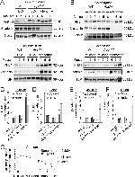 Prohibitin Antibody in Western Blot (WB)