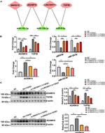 ADAM19 Antibody in Western Blot (WB)