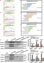 ADAM19 Antibody in Western Blot (WB)