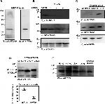 MTCH2 Antibody in Western Blot (WB)