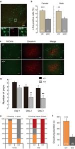 Orexin A Antibody in Immunocytochemistry (ICC/IF)