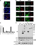 Hepatitis C Virus Core Antigen Antibody in Immunocytochemistry (ICC/IF)