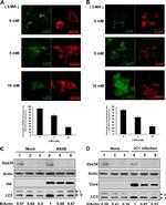 Hepatitis C Virus Core Antigen Antibody in Immunocytochemistry (ICC/IF)