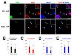 FZD7 Antibody in Immunocytochemistry (ICC/IF)