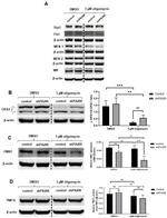 FIS1 Antibody in Western Blot (WB)