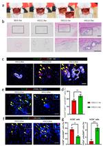 CD14 Antibody in Immunohistochemistry (PFA fixed), Immunocytochemistry (IHC (PFA), ICC/IF)