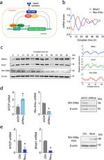 NR1D1 Antibody in Western Blot (WB)
