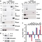 KCTD15 Antibody in Western Blot (WB)