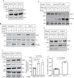MMP15 Antibody in Western Blot (WB)