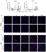 Phospho-Axl (Tyr691) Antibody in Immunocytochemistry (ICC/IF)