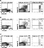 Mouse IgA Antibody in Flow Cytometry (Flow)