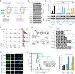 Ki-67 Antibody in Immunohistochemistry, Immunohistochemistry (Frozen) (IHC, IHC (F))