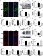 beta Tubulin Antibody in Western Blot (WB)