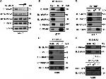 PTBP1 Antibody in Immunoprecipitation (IP)