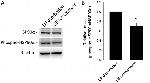 HSP90 alpha Antibody in Western Blot (WB)