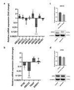 MRP6 Antibody in Western Blot (WB)