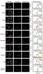 HMGB1 Polyclonal Antibody, HRP