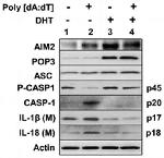 Caspase 1 Antibody in Western Blot (WB)