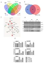 LRRC7 Polyclonal Antibody