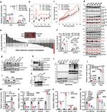 ETV4 Antibody in Western Blot (WB)