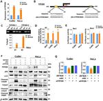 FIP200 Antibody in Western Blot (WB)