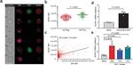 NLRX1 Antibody in Flow Cytometry (Flow)