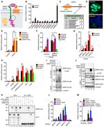 AXIN1 Antibody in Western Blot (WB)