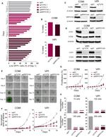 TUFM Antibody in Western Blot (WB)