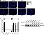 Hepatitis C Virus Core Antigen Antibody in Immunocytochemistry (ICC/IF)