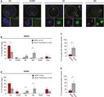 beta Tubulin Antibody in Immunohistochemistry, Immunocytochemistry (IHC, ICC/IF)