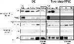 PTS Antibody in Western Blot (WB)