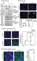 ErbB2 (HER-2) Antibody in Immunocytochemistry (ICC/IF)
