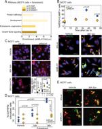 ErbB2 (HER-2) Antibody in Immunocytochemistry (ICC/IF)