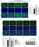 TUBA1A Antibody in Western Blot (WB)