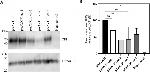 TurboGFP Antibody in Western Blot (WB)