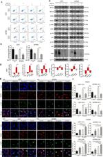 PSMD14 Antibody in Western Blot (WB)