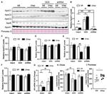 ApoC3 Antibody in Western Blot (WB)