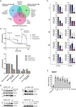 UQCRFS1 Antibody in Western Blot (WB)