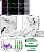 alpha Tubulin Antibody in Immunohistochemistry, Immunocytochemistry (IHC, ICC/IF)