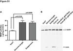 Hepatitis C Virus Core Antigen Antibody in Western Blot (WB)