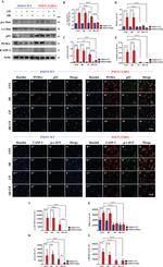 p53 Antibody in Western Blot, Immunocytochemistry (WB, ICC/IF)