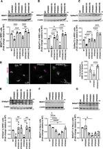 VPS53 Antibody in Western Blot (WB)
