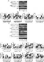 Apelin receptor Antibody in Western Blot (WB)