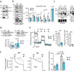 SLC25A6 Antibody in Western Blot (WB)