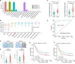 SFRS15 Antibody in Immunohistochemistry (IHC)