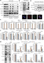 RAB5IF Antibody in Western Blot (WB)