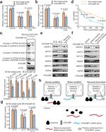 RAB5IF Antibody in Western Blot (WB)