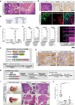 CDX2 Antibody in Immunohistochemistry, Immunocytochemistry (IHC, ICC/IF)