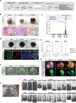 CDX2 Antibody in Immunocytochemistry (ICC/IF)
